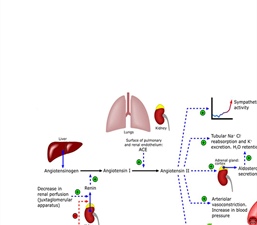 Mathematical Modeling to Improve Understanding of Diabetic Complications in the Kidneys
