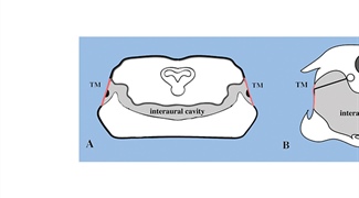 Acoustic Boundary-Condition Dynamics and Internally Coupled Ears