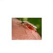 Mathematical Model Limits Malaria Outbreaks