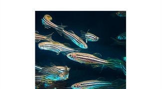Pattern Formation and Mutation in Zebrafish Stripes