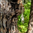 Mathematical Analysis Explains Transpiration-driven Sap Flow in Coniferous Trees
