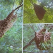 Simulating the Mechanics of Honeybee Swarm Behavior