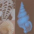 Deep Learning Methods Improve Microfossil Segmentation and Analysis