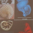 Deep Learning Methods Improve Microfossil Segmentation and Analysis