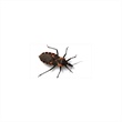 Chagas and Chickens: The Impact of Incompetent Hosts on the Incidence of Disease