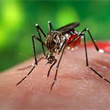 Modeling Sterile Mosquito Release to Control Disease