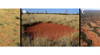Pattern-forming Instabilities in Dryland Vegetation and their Implications to Ecosystem Function and Management