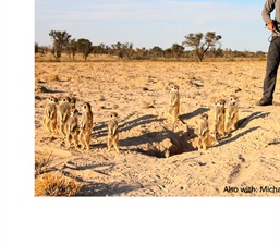 Recordings Illustrate How Meerkats Communicate in Group Contexts