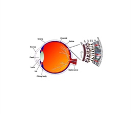Mathematical Modeling Lends Insight into the Progression of Retinitis Pigmentosa