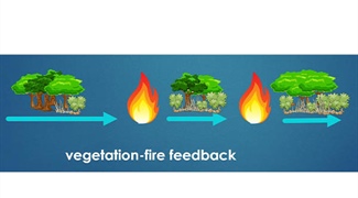 Stochastic Modeling Explores Relation Between Plants and Intermittent Rainfall and Fire