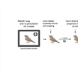 Understanding the Recovery of Robust Song Behavior in Zebra Finches Amidst Perturbation