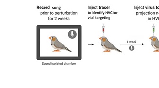 Understanding the Recovery of Robust Song Behavior in Zebra Finches Amidst Perturbation