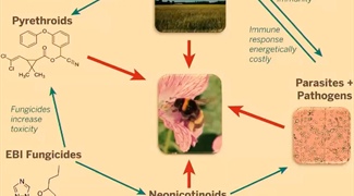 Compartmental Model Evaluates Generalized Stressors on Social Bee Colonies