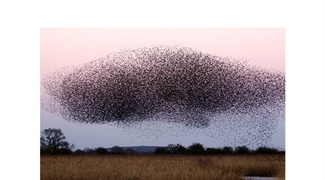 Simulating the Dynamics of Large Flocks of Birds
