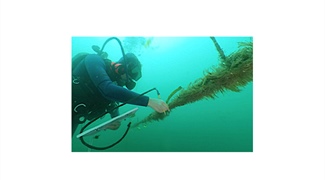 Estimating Giant Kelp Populations with Deep Learning