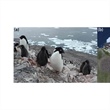 The Physics of Penguins: Recovering Spatial Information from Low-resolution Satellite Imagery