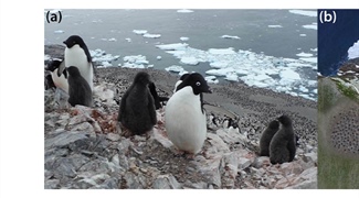 The Physics of Penguins: Recovering Spatial Information from Low-resolution Satellite Imagery