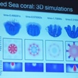 Mathematical Modeling of Pulsating Soft Corals