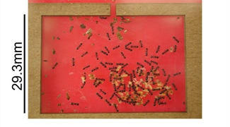 The Dynamics of Rhythm Synchronization in Acorn Ants