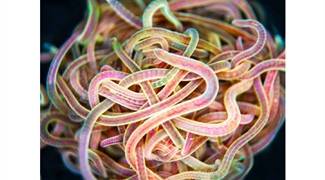 Untangling Topology with California Blackworms