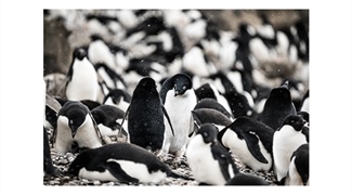 How Do Adélie Penguins Move Optimally Over Varying Terrain?