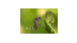 Wolbachia-based Biocontrol Methods Limit the Spread of Mosquito-borne Illness