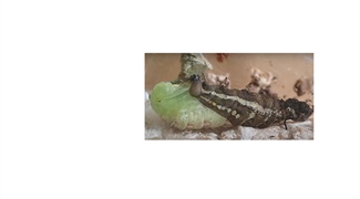 Quantifying the Boundary Conditions of Molting Behavior in Snakes and Caterpillars
